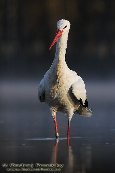 Čáp bílý (Ciconia ciconia)