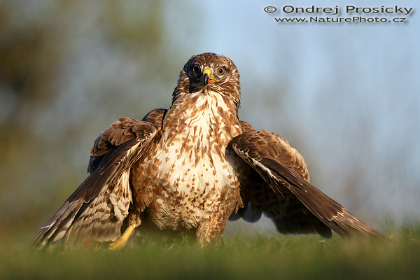 Káně lesní (Buteo buteo)