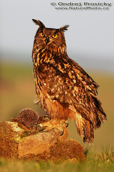 Výr velký (Bubo bubo)