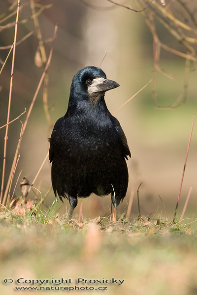 Havran polní (Carvus frugilegus)