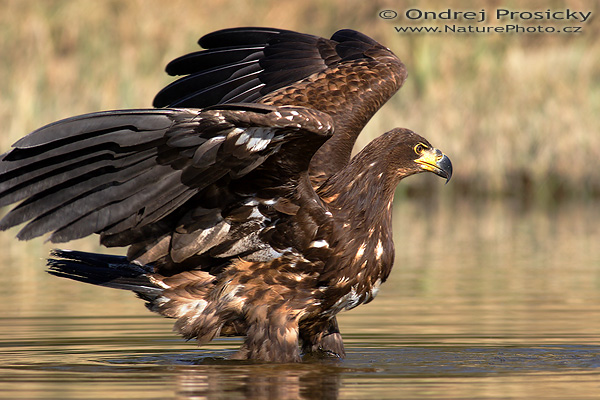Orel mořský (Haliaeetus albicilla)