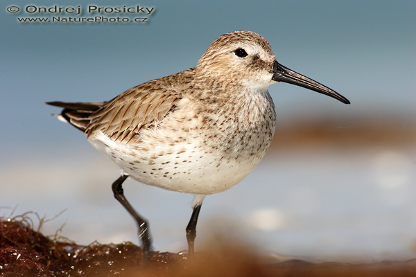 Jespák nejmenší (Calidris minuti)