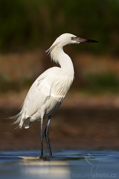 Volavka červenavá (Egretta rufescens)