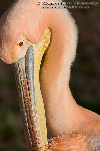 Pelikán bílý (Pelecanus onocrotalus)