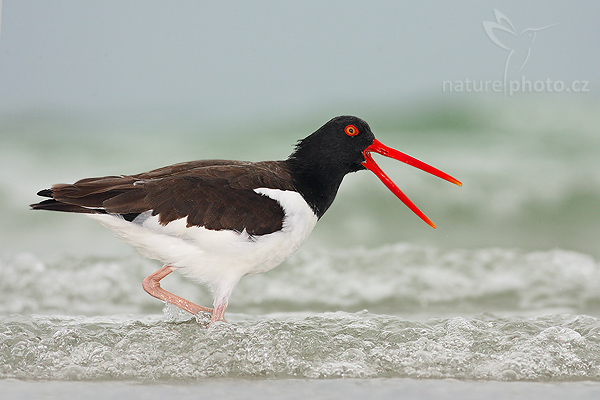 Ústřičník americký (Haematopus palliatus)