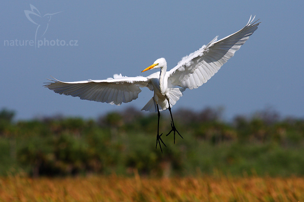Volavka bílá (Egretta alba)
