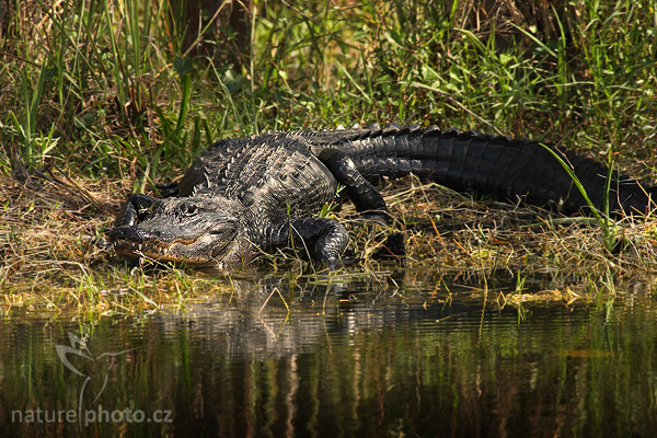 Aligátor americký (Alligator mississippiensis)
