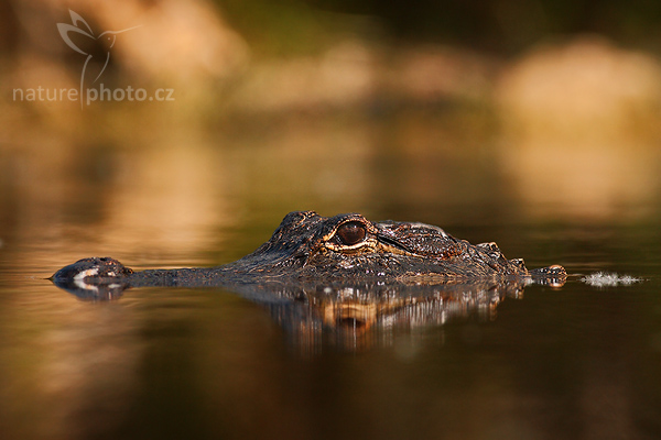 Aligátor americký (Alligator mississippiensis)