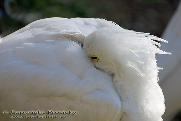 Kolpík bílý (Platalea leucorodia)