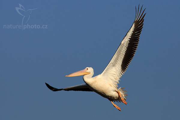 Pelikán bílý (Pelecanus erythrorhynchos)