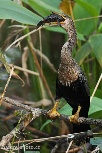 Anhinga americká (Anhinga anhinga)
