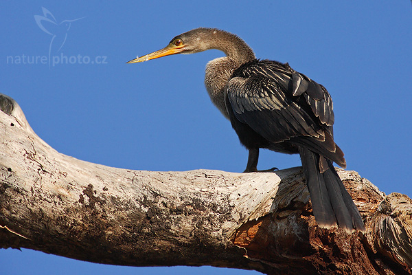Anhinga americká (Anhinga anhinga)