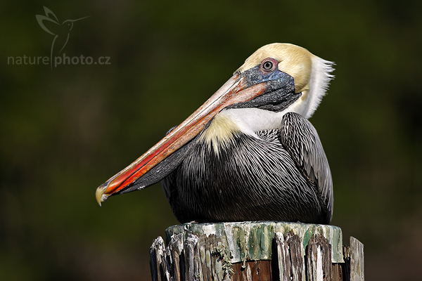 Pelikán hnědý (Pelecanus occidentalis)