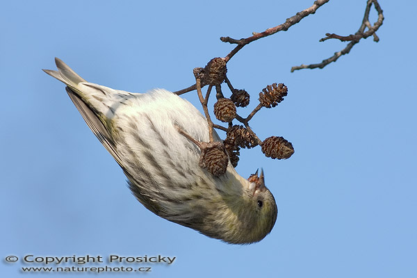 Čížek lesní (Carduelis spinus)