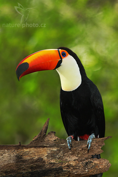 Tukan obrovský (Ramphastos toco)