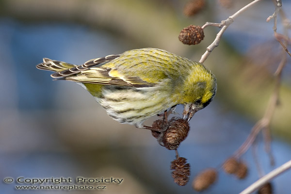Čížek lesní (Carduelis spinus)