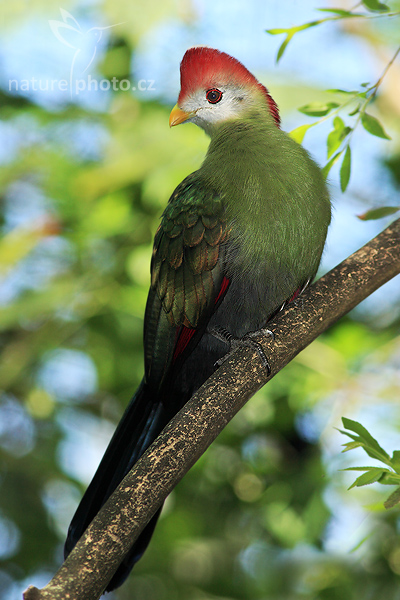 Turako červenokorunkatý (Tauraco erythrolophus)