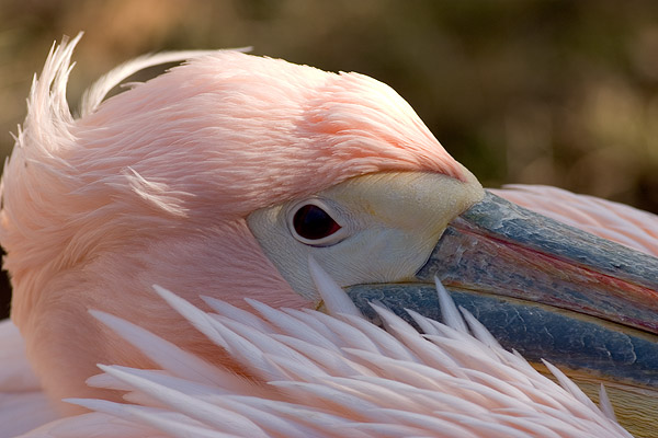 Pelikán bílý (Pelecanus onocrotalus)