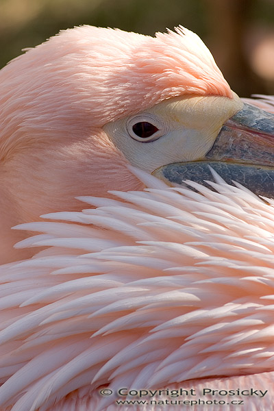 Pelikán bílý (Pelecanus onocrotalus)