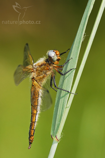 Vážka plavá (Libellula fulva)