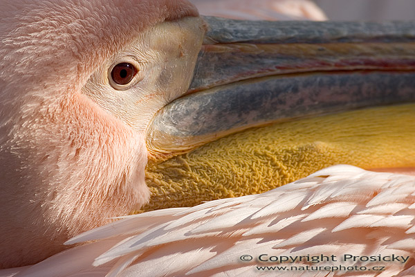 Pelikán bílý (Pelecanus onocrotalus)