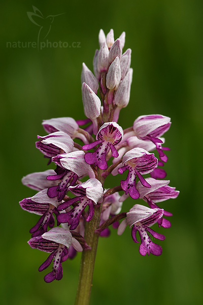 Vstavač vojenský (Orchis militaris)