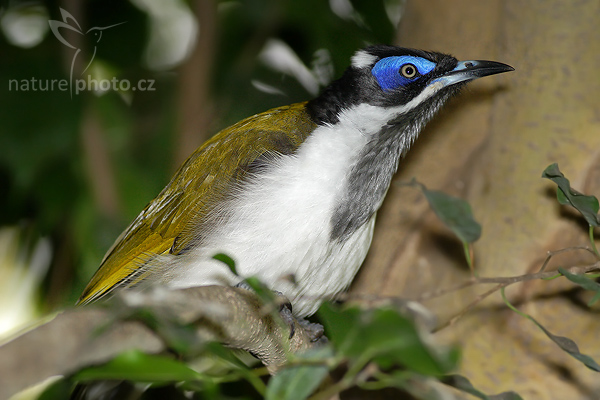 Medosavka modrolící (Entomyzon cyanotis)