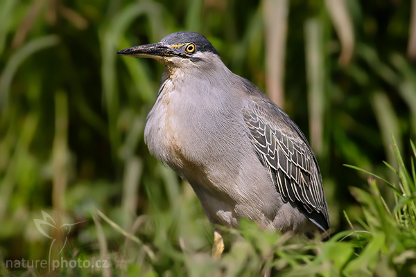 Volavka proměnlivá (Butorides striatus)
