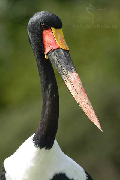 Čáp sedlatý (Ephippiorhynchus senegalensis)