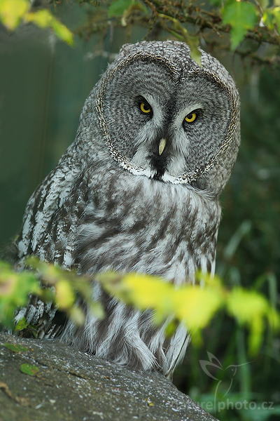 Puštík bradatý (Strix nebulosa)