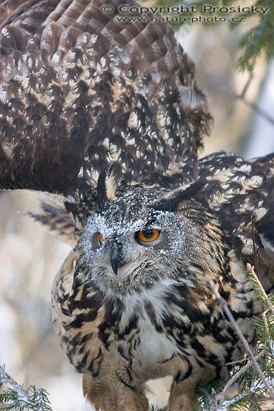 Výr velký (Bubo bubo)