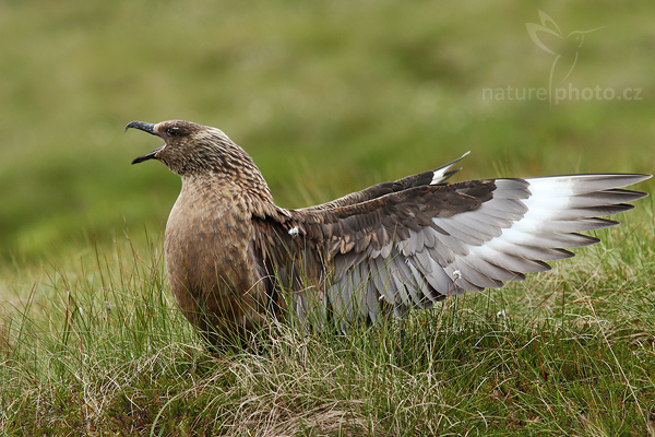 Chaluha velká (Stercorarius skua)