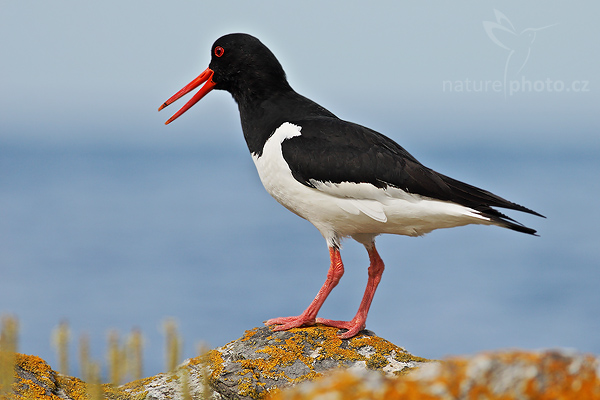 Ústřičník velký (Heamatopus ostralegus)