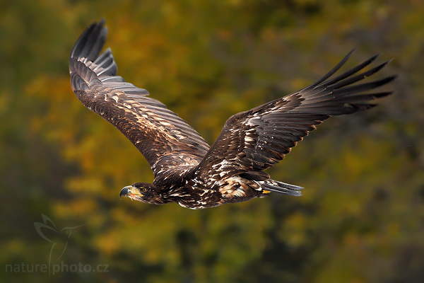 Orel mořský (Haliaeetus albicilla)