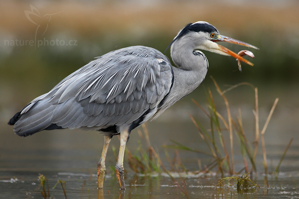 Volavka popelavá (Ardea cinerea)