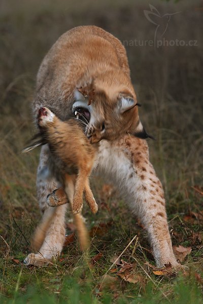 Rys ostrovid (Lynx lynx)