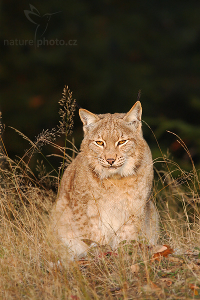 Rys ostrovid (Lynx lynx)