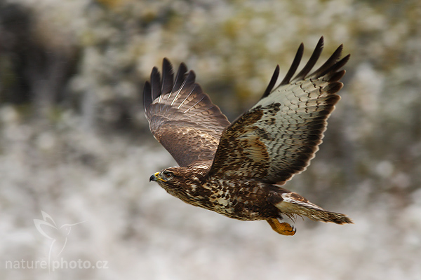 Káně lesní (Buteo buteo)
