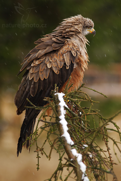 Luňák hnědý (Milvus migrans)