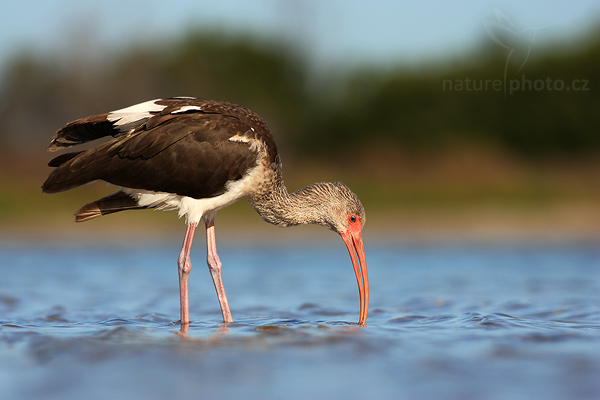 Ibis bílý (Eudocimus albus)