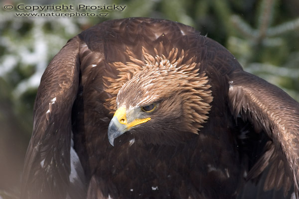 Orel skalní (Aquila chrysaetos)