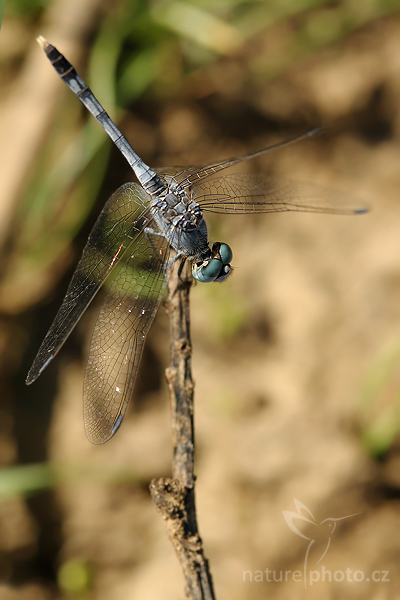 March Skimmer (Orthetrum luzonicum)