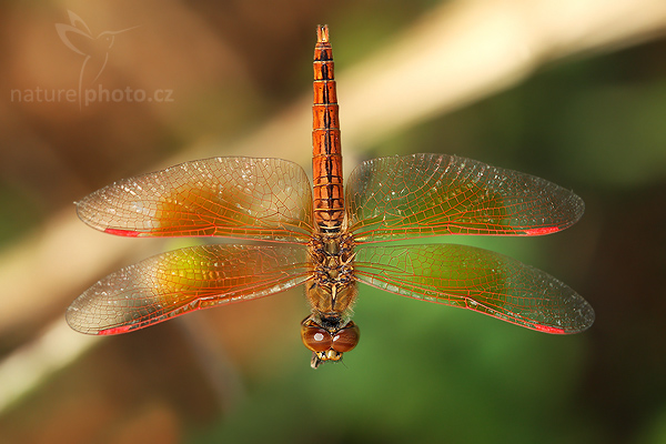 Asian Grounding (Brachythemis contaminata)