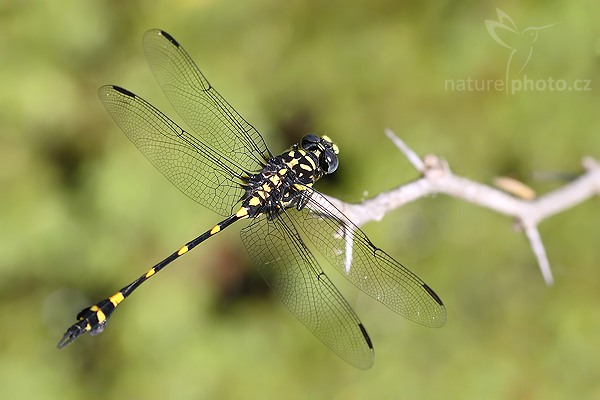 Rapacious Flangetail (Ictinogomphus rapax)