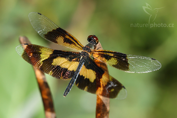 Variegated Flutterer (Rhyothemis variegata)