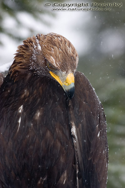 Orel skalní (Aquila chrysaetos)