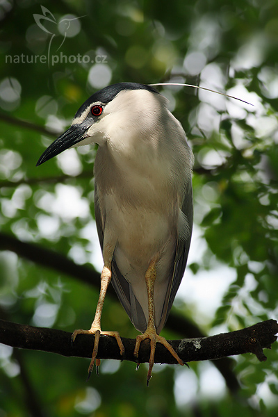 Kvakoš noční (Nycticorax nycticorax)