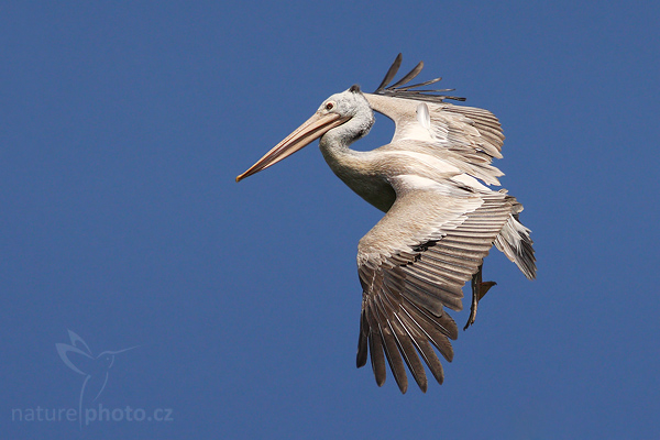 Pelikán skvrnozobý (Pelecanus philippensis)