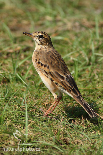 Linduška mongolská (Anthus godlewskii)