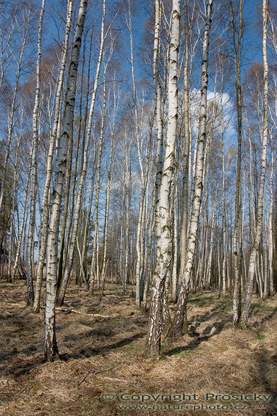 Břízy
